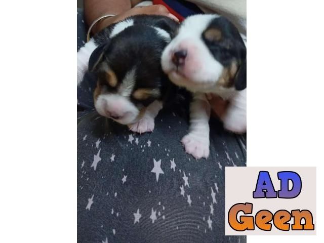 used Top quality beagle pups male and female for sale for sale 